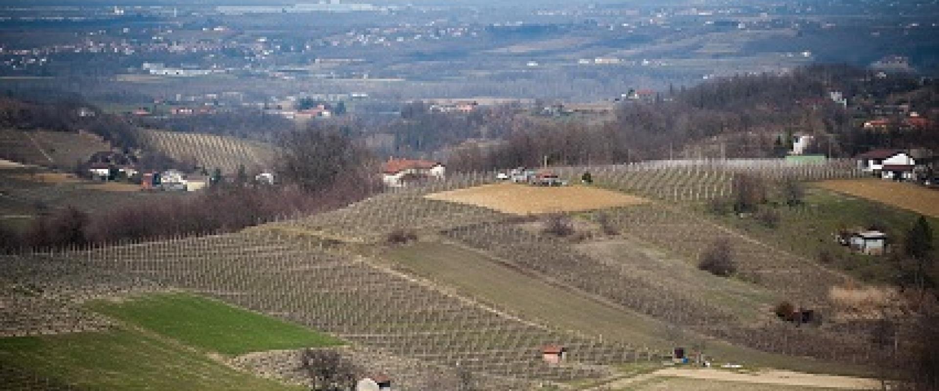 ovada dolcetto vineyards